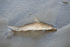 Plicofollis argyropleuron