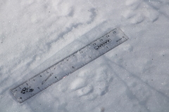 Vulpes vulpes fulvus