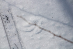 Vulpes vulpes fulvus