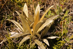 Celmisia semicordata aurigans