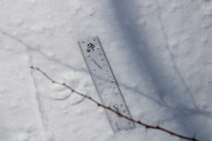 Vulpes vulpes fulvus