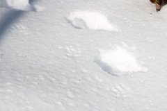 Vulpes vulpes fulvus