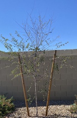 Magnoliopsida