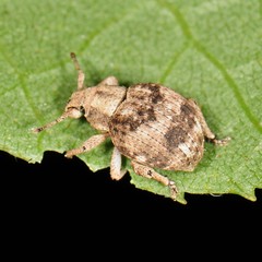 Pseudocneorhinus bifasciatus