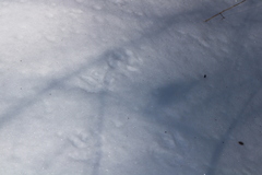 Vulpes vulpes fulvus