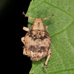 Pseudocneorhinus bifasciatus