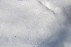 Vulpes vulpes fulvus