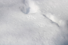 Vulpes vulpes fulvus