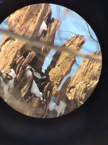Great Horned Owl photographed in New York