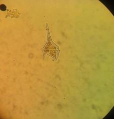 Miozoa