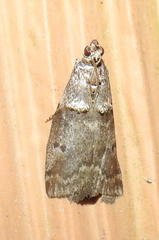 Acrobasis betulella