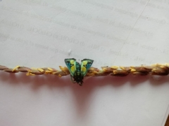 Chrysocale