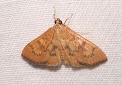 Psara dryalis