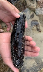 Holothuria atra