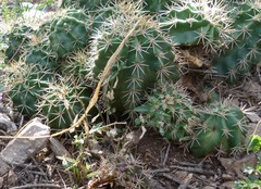 Echinocereus