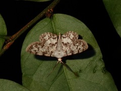 Calichodes subrugata