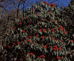 Rhododendron arboreum