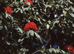Rhododendron arboreum
