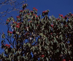 Rhododendron arboreum