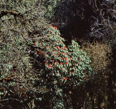 Rhododendron arboreum