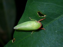 Krisnini