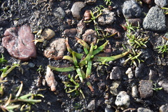 Plagiobothrys scouleri