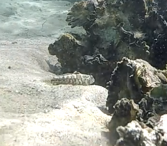 Bathygobius krefftii