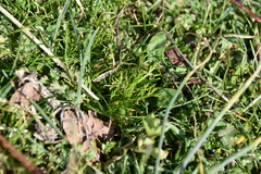 Triphysaria versicolor versicolor