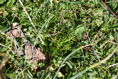 Triphysaria versicolor versicolor