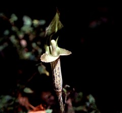 Arisaema nepenthoides