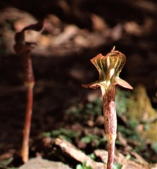 Arisaema nepenthoides
