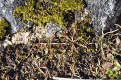 Microseris bigelovii