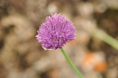 Allium karelinii
