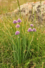 Allium karelinii