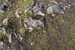 Microseris bigelovii