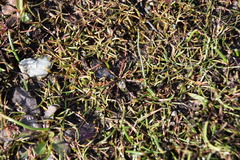 Microseris bigelovii