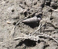 Cerithideopsis californica