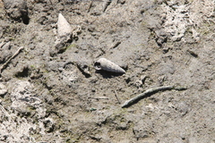 Cerithideopsis californica