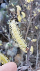 Salix breweri