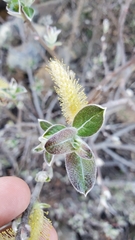 Salix breweri