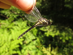 Hylogomphus adelphus