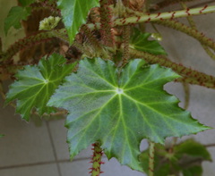 Begonia manicata
