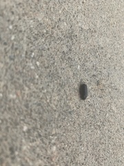 Armadillidium vulgare
