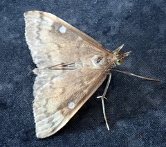 Udea pantheropa