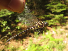 Somatochlora elongata
