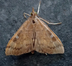 Udea pantheropa