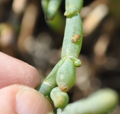 Coridromius chenopoderis