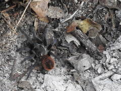 Tliltocatl epicureanus