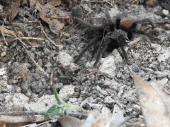 Tliltocatl epicureanus