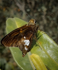 Epargyreus socus